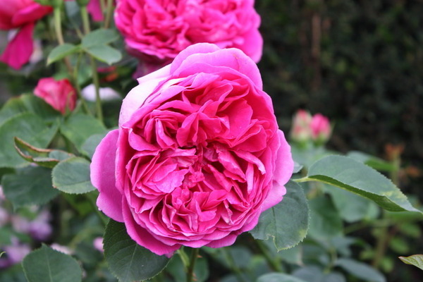 Tea rose