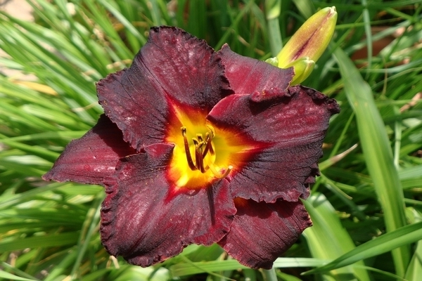 Mga liryo at daylily