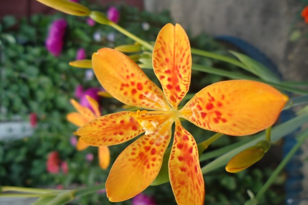 Bulaklak ng liryo ng Tsino