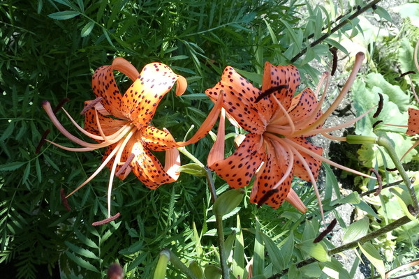 Chinese lily photo