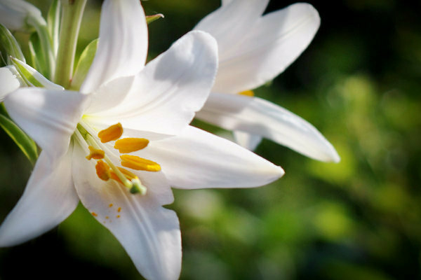 White Lily