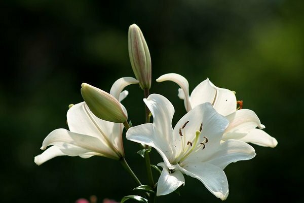 Lys blanc - description de la plante, plantation et entretien