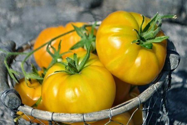 Beschreibung: frühreifende Tomatensorten. TOP-10 Sorten