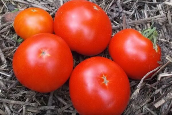 Beschreibung: frühreifende Tomatensorten. TOP-10 Sorten