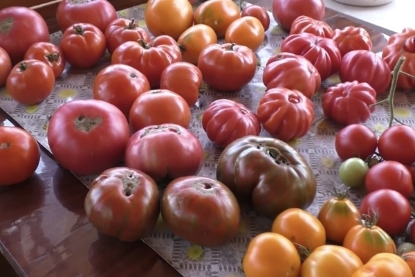 Description: early ripening tomato varieties. TOP-10 varieties