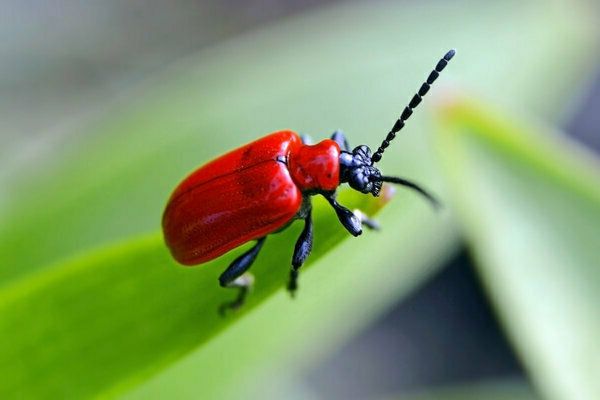 Lily pests