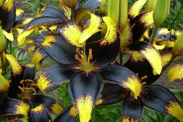 The most beautiful lilies