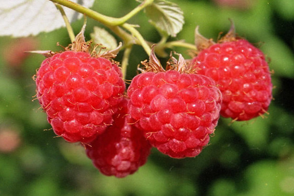 variétés de framboises