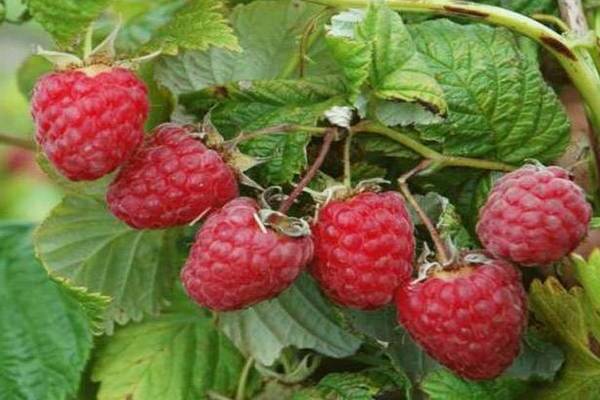 variétés de framboises