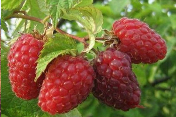 paglalarawan ng mga raspberry variety