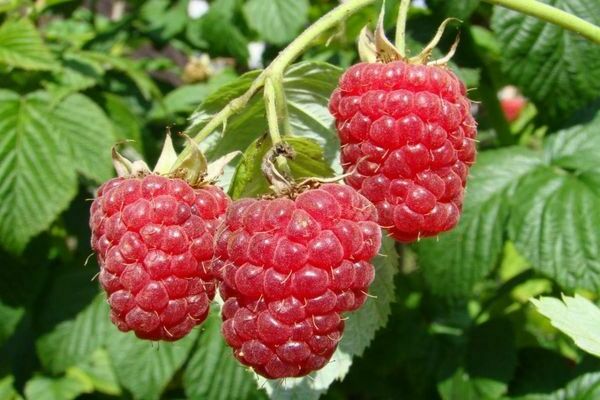 paglalarawan ng mga raspberry variety