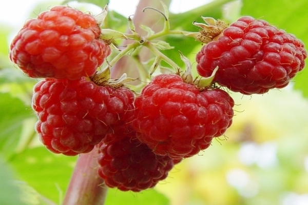 photo de variétés de framboises