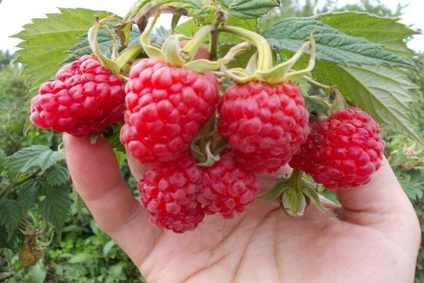 photo de description de la variété de framboise