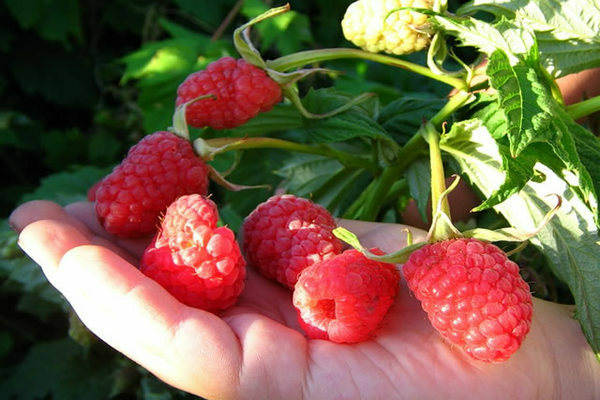 photo de description de la variété de framboise