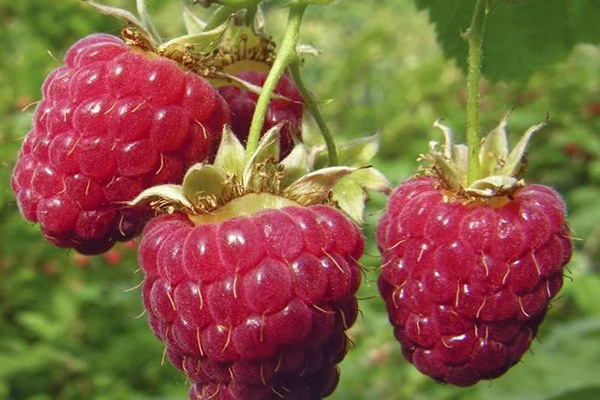 avis sur les variétés de framboises