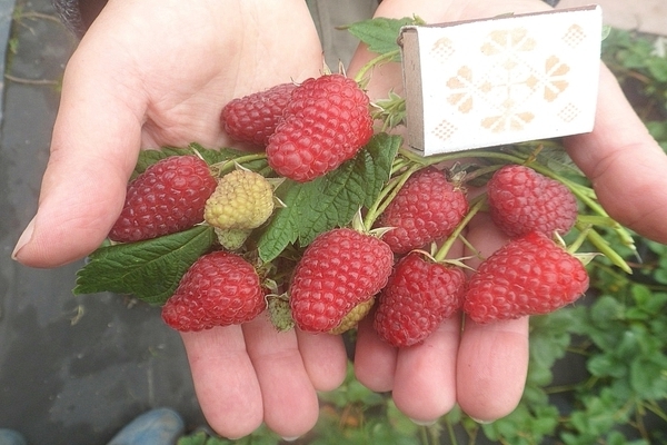 avis sur les variétés de framboises