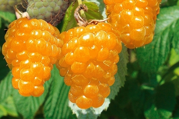 Variétés de framboises jaunes