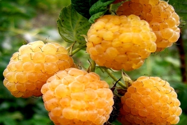 Variétés de framboises jaunes