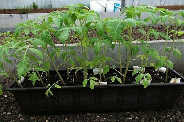 Tomaten mit Kaliumpermanganat füttern