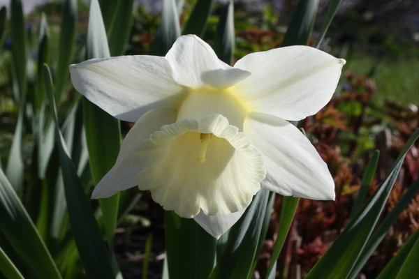 Narcissus Mount Hood