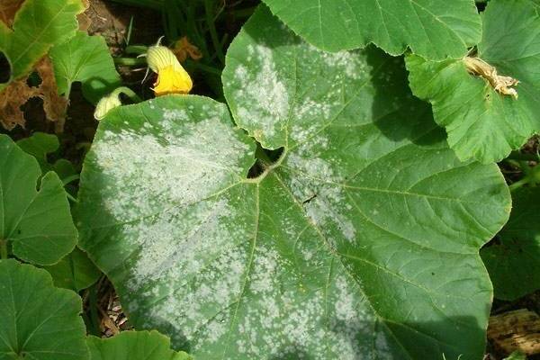 copper sulphate cucumbers