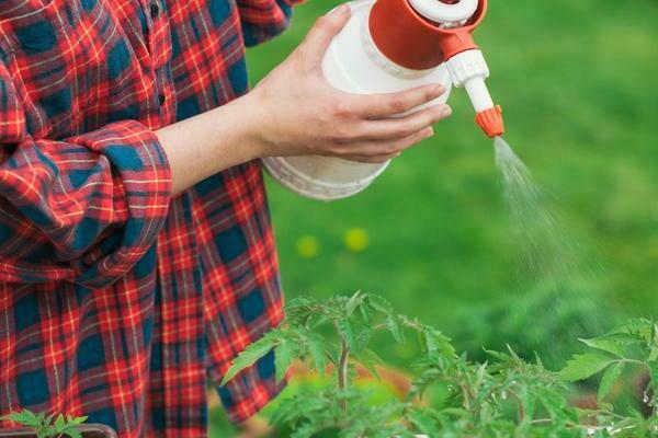 wie man Tomaten mit Kupfersulfat verarbeitet