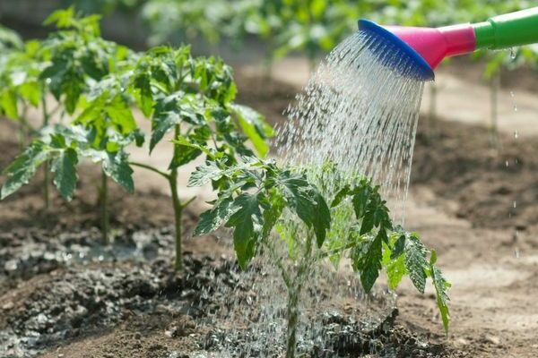 Kupfersulfat aus Phytophthora auf Tomaten