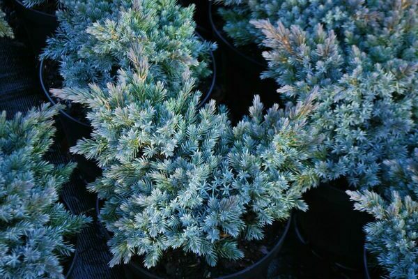 Blue thuja