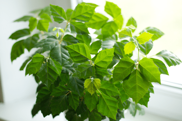 Indoor-Traubenpflege zu Hause