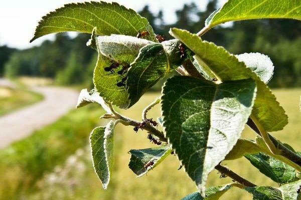 Aphid control methods