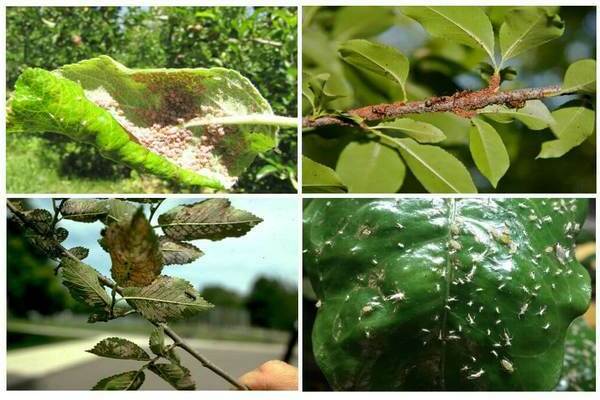 Mga pamamaraan sa pagkontrol sa Aphid