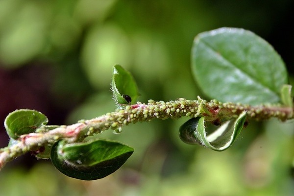 Aphid control methods