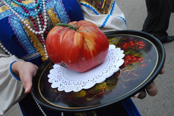 Minusinsk varieties of tomatoes: basic information