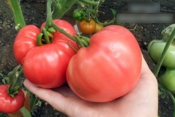 Description of tomato: Minusinsk varieties, their characteristics