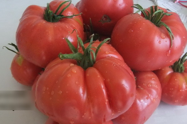 Description of tomato: Minusinsk varieties, their characteristics