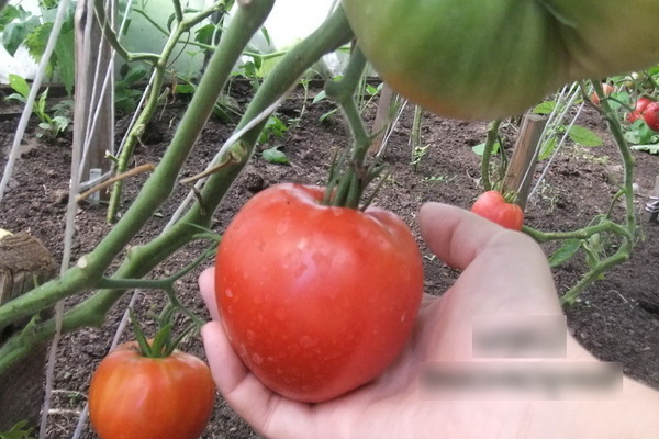 Description of tomato: Minusinsk varieties, their characteristics