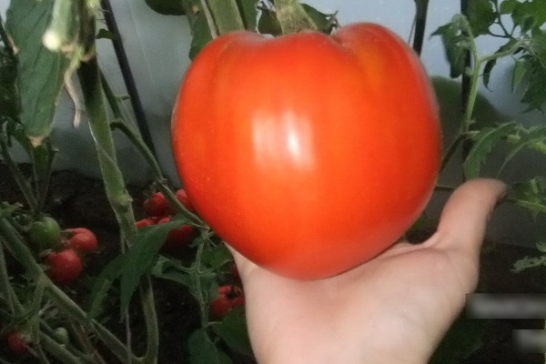 Description of tomato: Minusinsk varieties, their characteristics