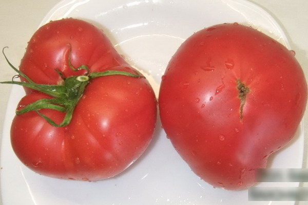 Description of tomato: Minusinsk varieties, their characteristics