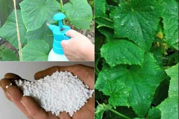 nitrogen fertilizers para sa mga pipino