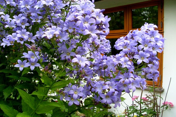 Kampanilya na may bulaklak na gatas