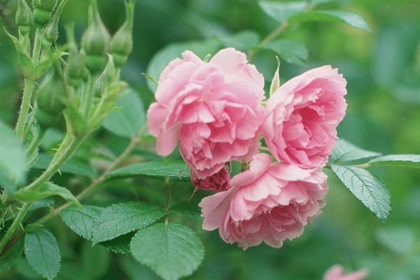 roses wrinkled varieties photo