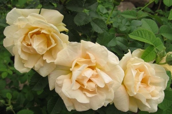 rose wrinkled varieties