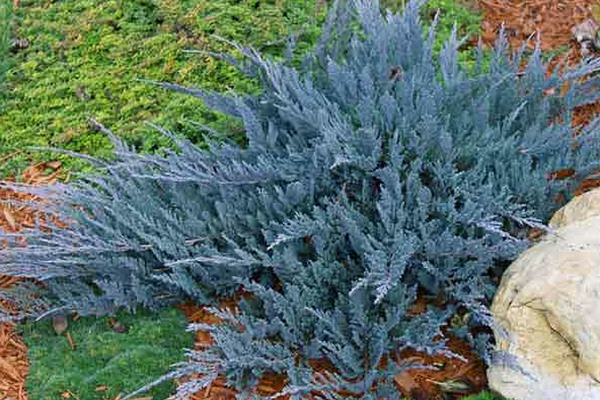 blue junipers