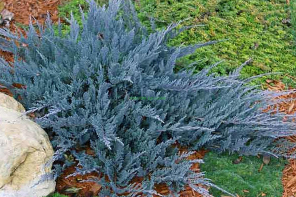 juniper horizontal blue chip