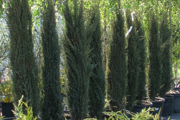 Juniper Arnold: Beschreibung, Foto, Bewerbung im Landschaftsbau