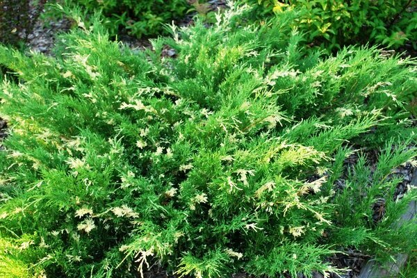 Juniper Expansa Variegat