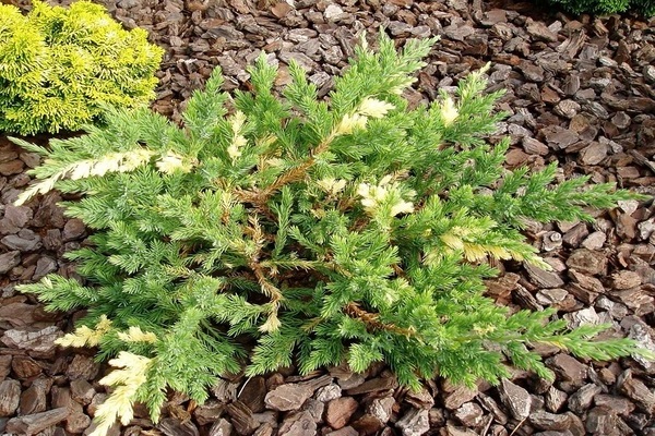 Juniper Expansa Variegat