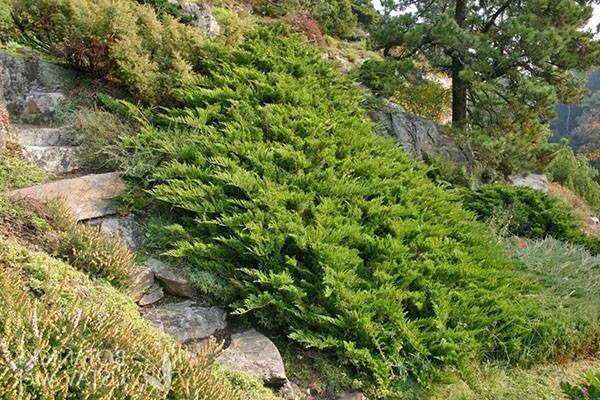 junipers blue varieties