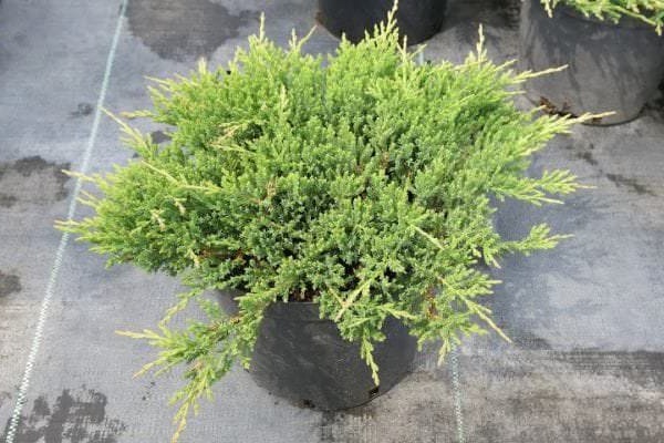 junipers blue varieties