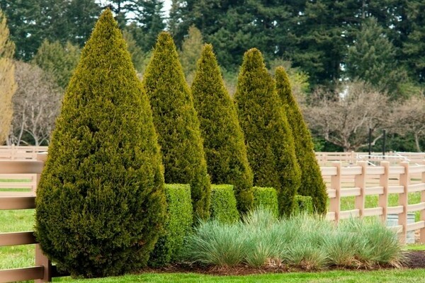 Juniper columnar, varieties: brief information